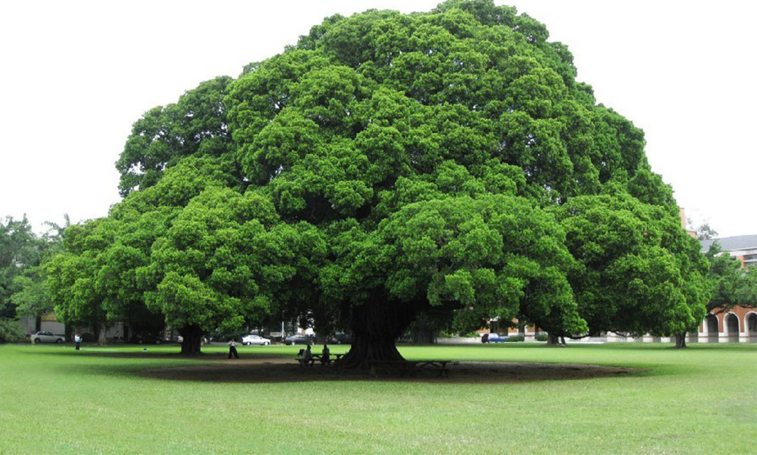 濮阳金榕树服务号代运营案例